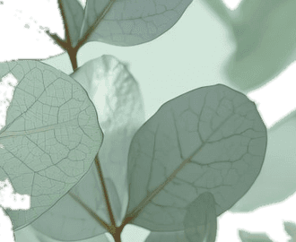 A cluster of eucalyptus leaves