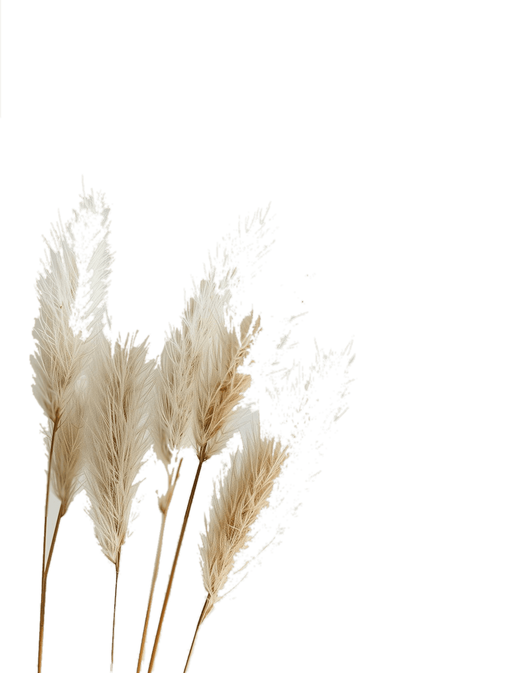 Dried pampas grass