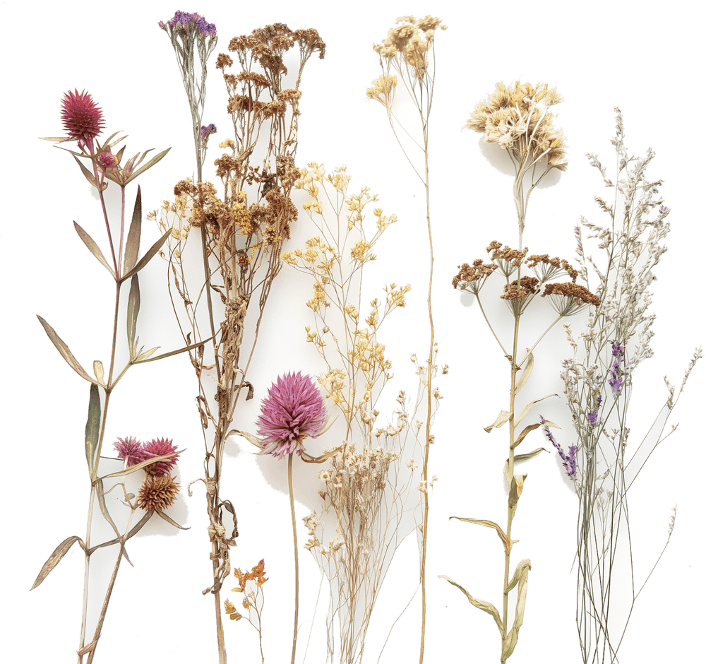 Pressed wildflowers, dried flat